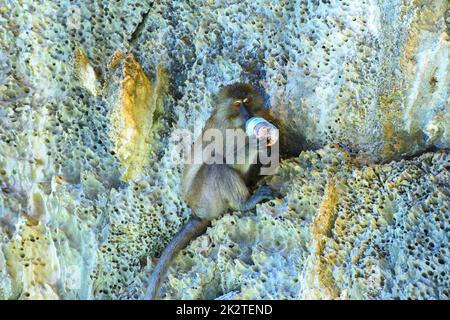 Macaque est en train de manger, plage de singes, île de Phi Phi Don, mer d'Andaman Banque D'Images