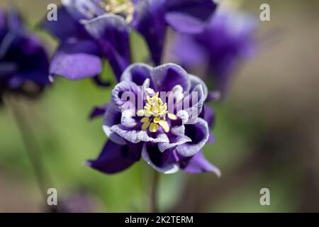 Belle fleur de couleur violette Aquilegia vulgaris floraison dans le jardin, gros plan Banque D'Images