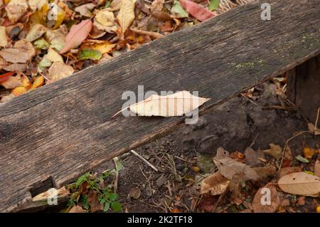 une feuille d'automne tombée repose sur un banc en bois Banque D'Images