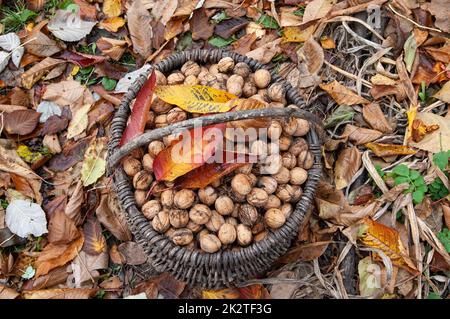 un panier de noix en osier se dresse au milieu des feuilles d'automne tombées Banque D'Images