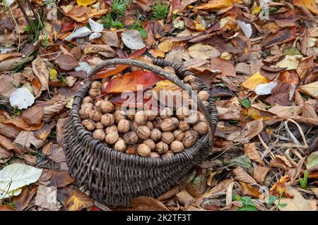 un panier de noix en osier se dresse au milieu des feuilles d'automne tombées Banque D'Images