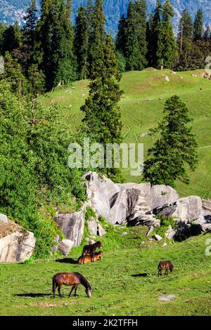 Le pâturage des chevaux dans les montagnes Banque D'Images