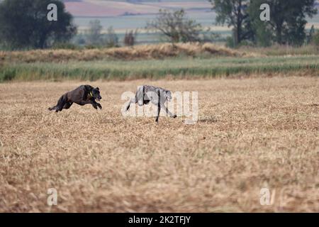 La course espagnole de chiens greyhound chasse à la vitesse de lièvre livre de la passion Banque D'Images