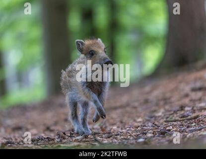 Un jeune sanglier court dans la forêt Banque D'Images