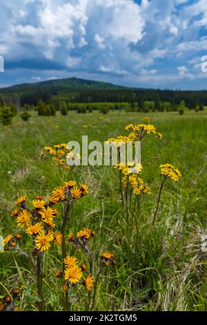 Paysage de printemps typique près de Stozec, parc national de Sumava, République tchèque Banque D'Images