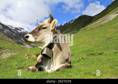 Un joli jeune bétail brun avec des cornes et une cloche dans les montagnes Banque D'Images