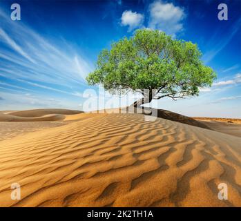 Arbre vert solitaire dans les dunes du désert Banque D'Images