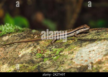 Skink est sur les arbres qui sont communément trouvés dans les forêts. Banque D'Images