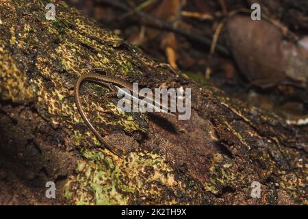 Skink est sur les arbres qui sont communément trouvés dans les forêts. Banque D'Images