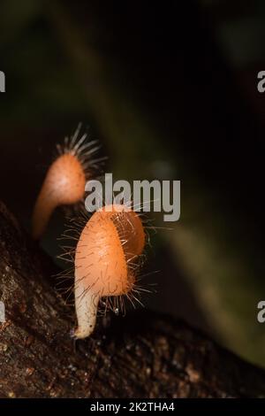 La coupe des champignons est orange, rose, rouge, trouvée sur le sol et bois mort. Banque D'Images