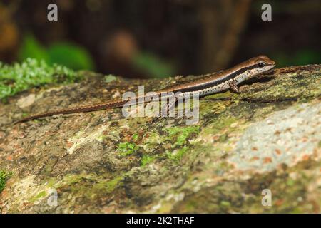 Skink est sur les arbres qui sont communément trouvés dans les forêts. Banque D'Images