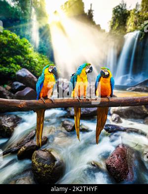 Blue-and-Yellow Macaw Ara ararauna Banque D'Images
