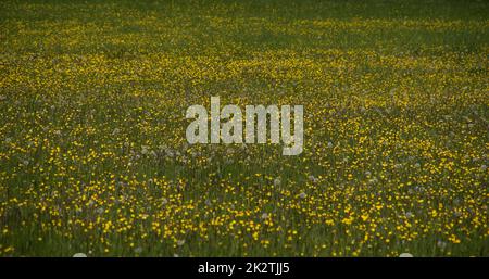 Prairie de pissenlits dans la région allemande appelée Rothaargebirg Banque D'Images
