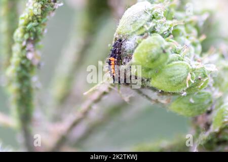 Nouveau-né coccinelle ecloverante feuilles vertes passe de la larve à coccinelle coccinelle avec des points noirs ailes rouges montrent nouveau-né chanceux talisman harmonie naturelle de lutte antiparasitaire dans l'agriculture Banque D'Images