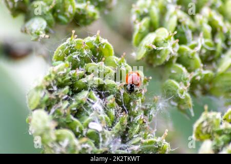 Magnifique coccinelle rouge à pois noirs grimpant dans une plante avec un arrière-plan flou et beaucoup d'espace de copie à la recherche de souris de plantes pour les tuer comme organisme bénéfique et animal utile dans le jardin Banque D'Images