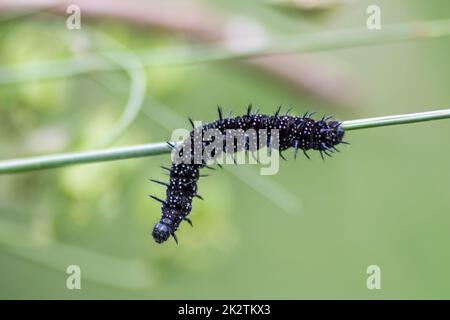La grande chenille noire avec des points blancs, des tentacules noirs et des pieds orange est la belle grande larve du paon papillon manger des feuilles et de l'herbe avant la mutation en un papillon par métamorphose Banque D'Images