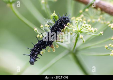 La grande chenille noire avec des points blancs, des tentacules noirs et des pieds orange est la belle grande larve du paon papillon manger des feuilles et de l'herbe avant la mutation en un papillon par métamorphose Banque D'Images