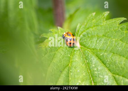 Nouveau-né coccinelle ecloverante feuilles vertes passe de la larve à coccinelle coccinelle avec des points noirs ailes rouges montrent nouveau-né chanceux talisman harmonie naturelle de lutte antiparasitaire dans l'agriculture Banque D'Images