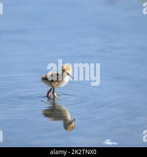 Les poussins de stilt à ailes noires de bébé Himantopus himantopus marchent seul. Est un oiseau de rivage qui vit sur les rives de l'eau salée et dans l'étang d'évaporation de sel. Banque D'Images