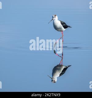 Black-winged stilt marcher dans l'eau Banque D'Images