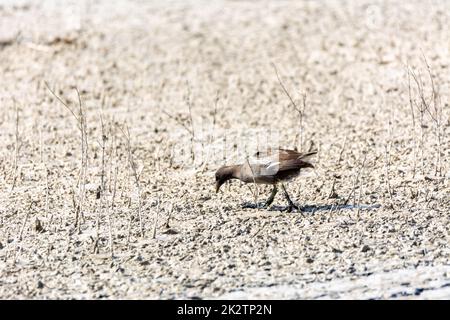 European ou Common Rail, (Ralls aquaticus) dans l'albufera, Majorque lac, à la recherche de petits crustacés à manger Banque D'Images