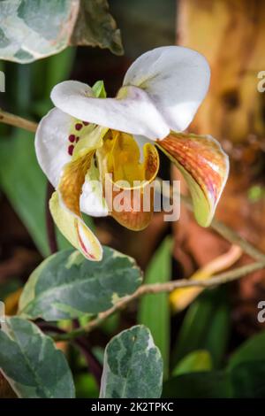 Fleur d'orchidée, hybride de paphiopedilum américain Banque D'Images