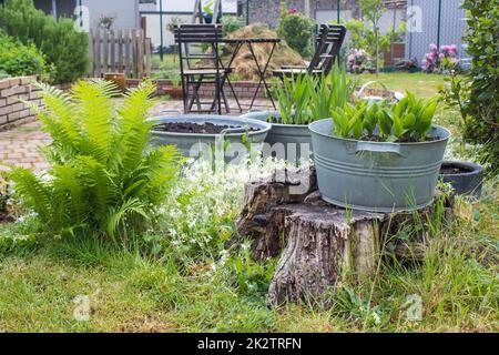 jardin rustique - fougère, plantes dans une baignoire en étain, chaises et table Banque D'Images