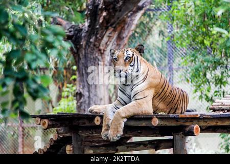 Un adorable tigre du Bengale situé sous l'arbre dans un zoo Banque D'Images