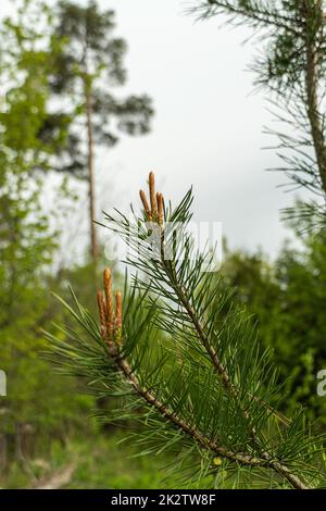 De nouveaux jeunes cônes sont apparus sur des branches dans une forêt de pins Banque D'Images