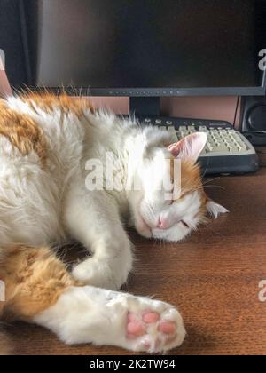 Chat endormi sur un bureau d'ordinateur Banque D'Images