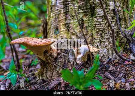 Champignon de l'arbre sur une souche pourrie Banque D'Images