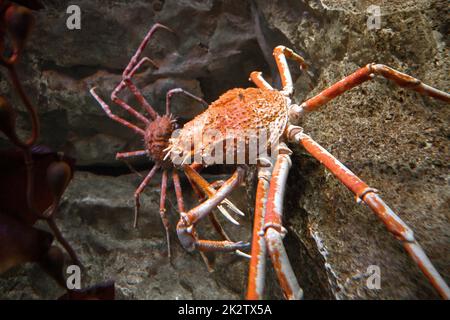 Vue rapprochée du crabe araignée dans l'océan Banque D'Images