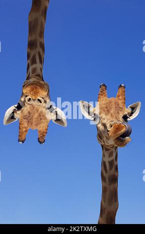 Deux girafes avec ciel bleu comme couleur d'arrière-plan. Girafe, tête et visage contre un ciel bleu sans nuages avec espace de copie. Giraffa camelopardalis. Portrait drôle de girafe. Photographie verticale. Banque D'Images