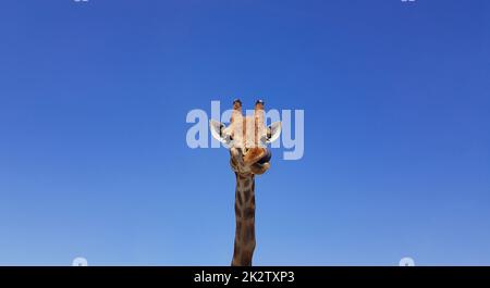 Girafe avec langue suspendue, avec ciel bleu comme couleur de fond. Girafe, tête et visage contre un ciel bleu sans nuages avec espace de copie. Giraffa camelopardalis. Portrait drôle de girafe. Banque D'Images