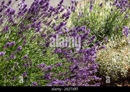 La floraison des fleurs de lavande en Provence, près de Sault, France Banque D'Images