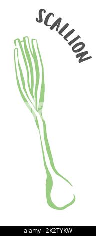 Oignon vert ou scallion peint à la main avec une brosse à encre isolée sur fond blanc Banque D'Images