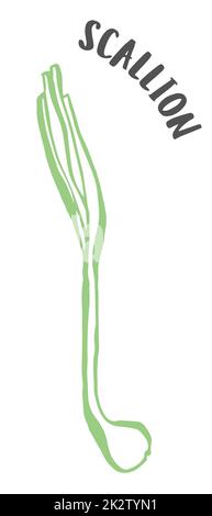 Oignon vert ou scallion peint à la main avec une brosse à encre isolée sur fond blanc Banque D'Images