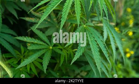 Détail de jeunes feuilles de marijuana à la lumière du soleil Banque D'Images