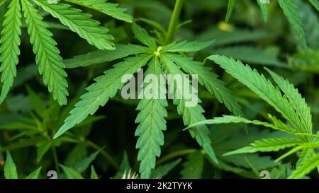 Cannabis plantes de fond Banque D'Images
