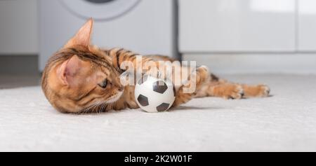 Le chat Bengale joue avec une balle sur le sol. Jouer à Cat. Banque D'Images