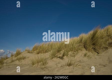 Une dune de sable surcultivée avec beaucoup d'herbe de dune Banque D'Images