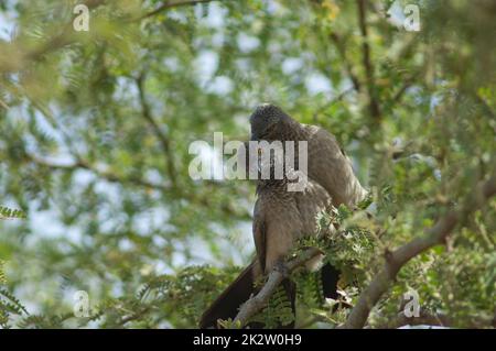 Barboteurs bruns toilettant sur une branche de gomme acacia. Banque D'Images