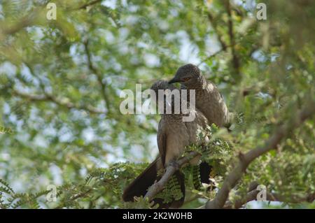 Barboteurs bruns toilettant sur une branche de gomme acacia. Banque D'Images