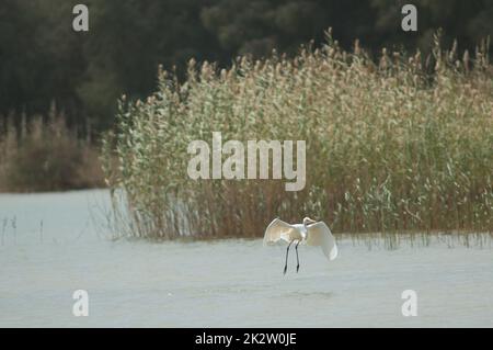 Grand aigreet Ardea alba melanorhynchos en vol. Banque D'Images