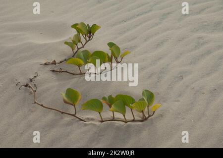 Plage Morning Glory Ipomoea pes-caprae sur une plage. Banque D'Images