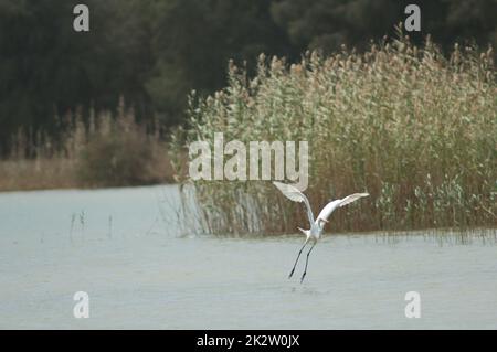 Grand aigreet Ardea alba melanorhynchos en vol. Banque D'Images