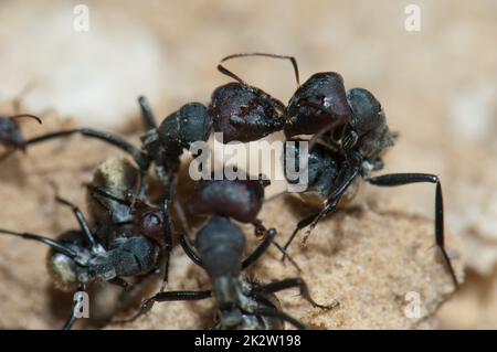 Gros plan sur les fourmis à dos doré Camponotus sericeus. Banque D'Images