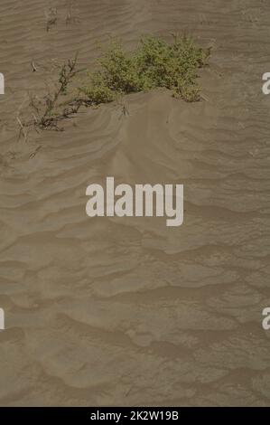 Plantez sur le sable dans le parc national des oiseaux du Djoudj. Banque D'Images