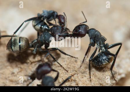 Gros plan sur les fourmis à dos doré Camponotus sericeus. Banque D'Images