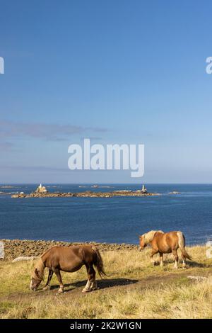 Cheval dans un champ près de Tremazine en Bretagne, France Banque D'Images
